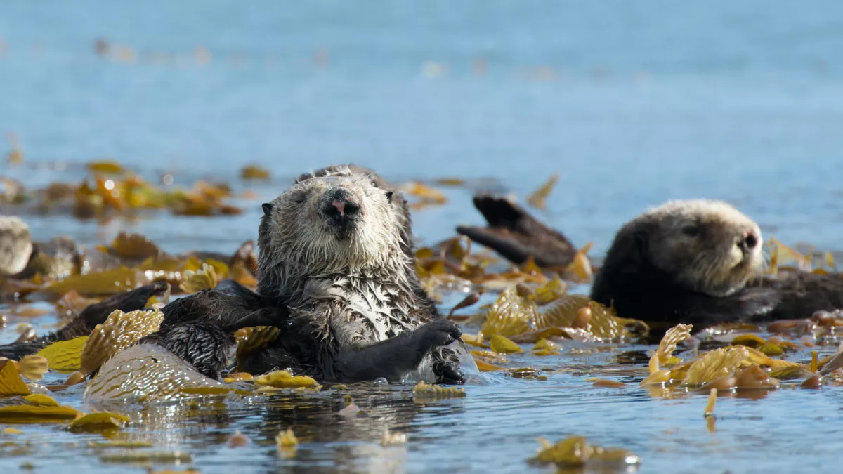 ANIMAUX TROP MIGNONS