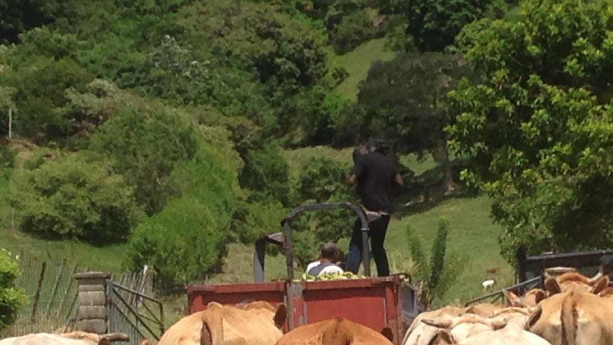Tournage Place Publique sur la viande bovine en Martinique