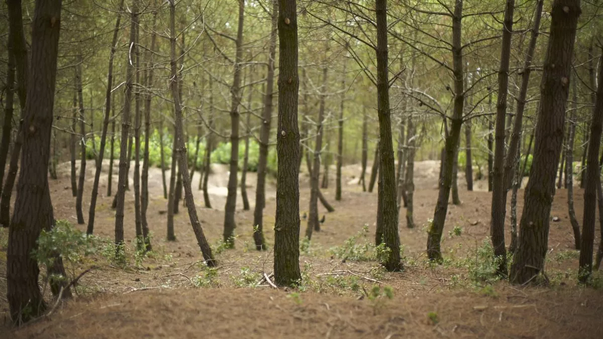 forêt