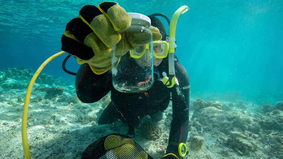 Nouvelle-Calédonie, les pépites du lagon