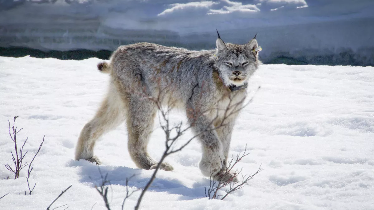 BIG CATS
