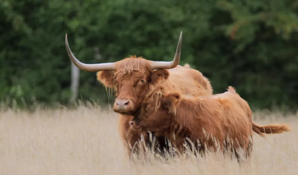 Des animaux bien élevés 