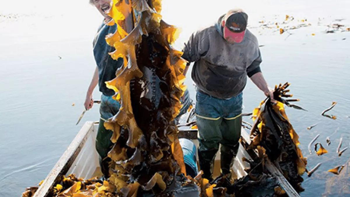 Kelp © Kelp © Mondala production