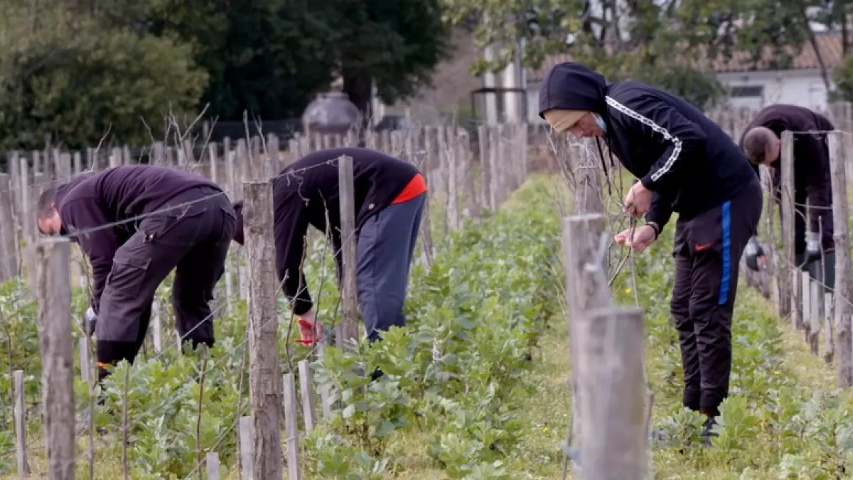 Les vignerons du vivant