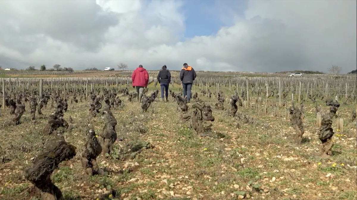 Un sens à la vigne Un sens à la vigne