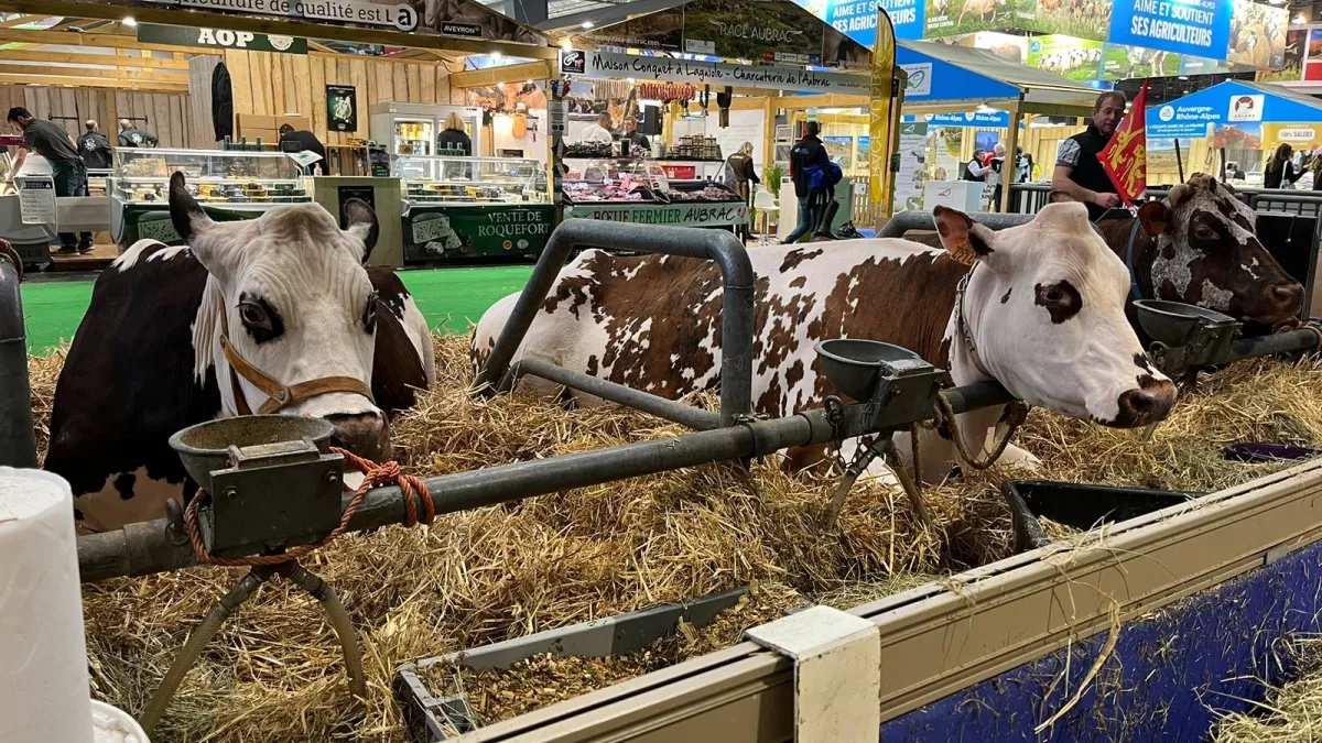 SIA 2024 Vaches