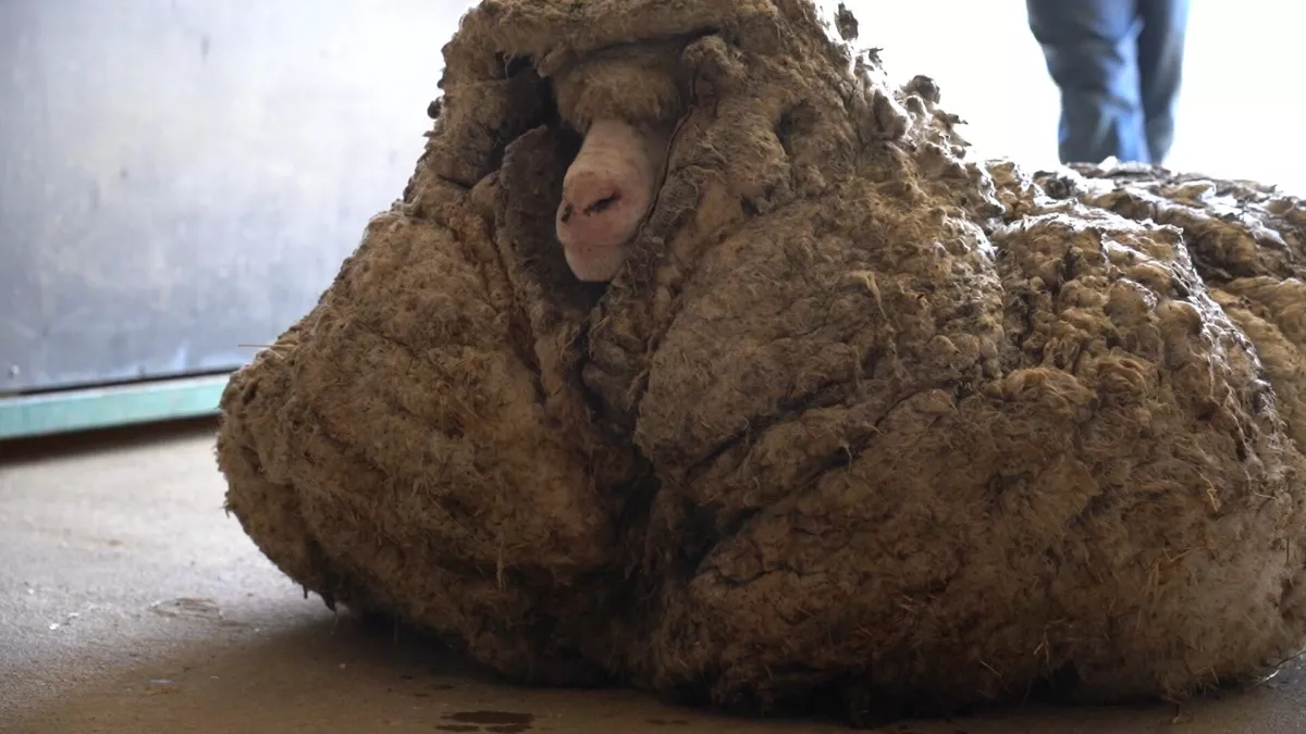 MOUTON AUSTRALIE.jpg