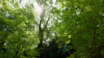 Forêt en Dordogne