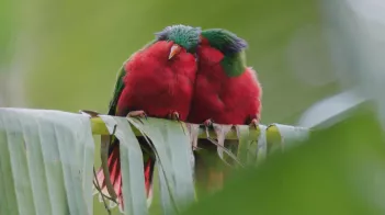 Ura, sauver l’oiseau sacré des Australes