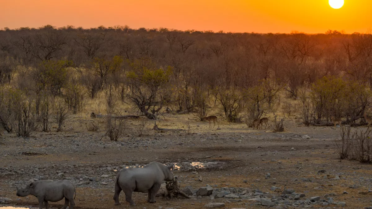 Une saison dans la savane