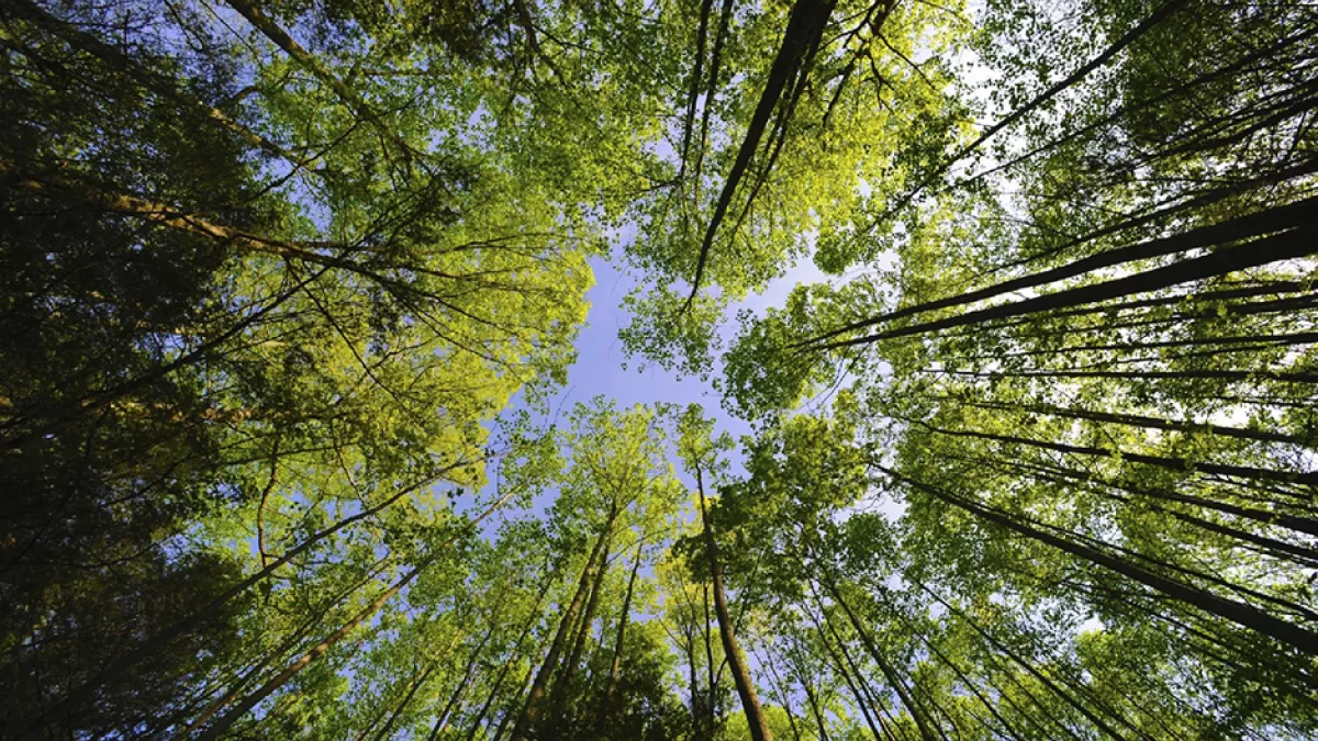 Forêt française