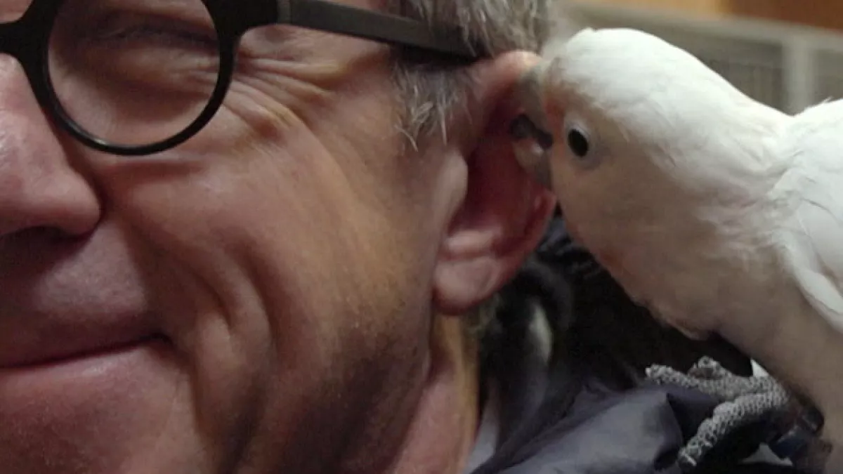 Jamy Gourmaud et cacatoes