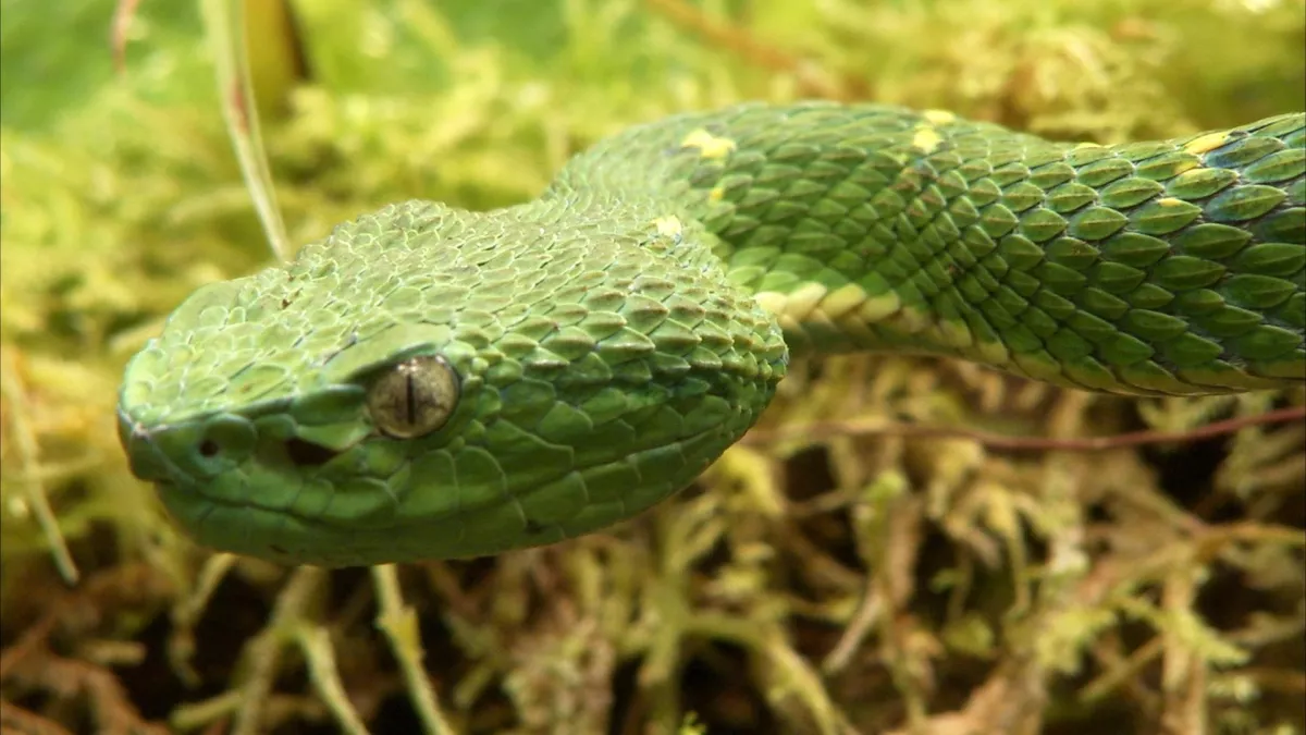 LES 10 SERPENTS LES PLUS DANGEREUX