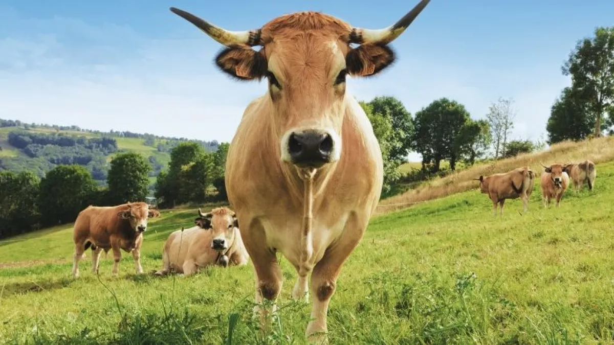Dimanche en Politique Grand Est au Salon International de l'Agriculture