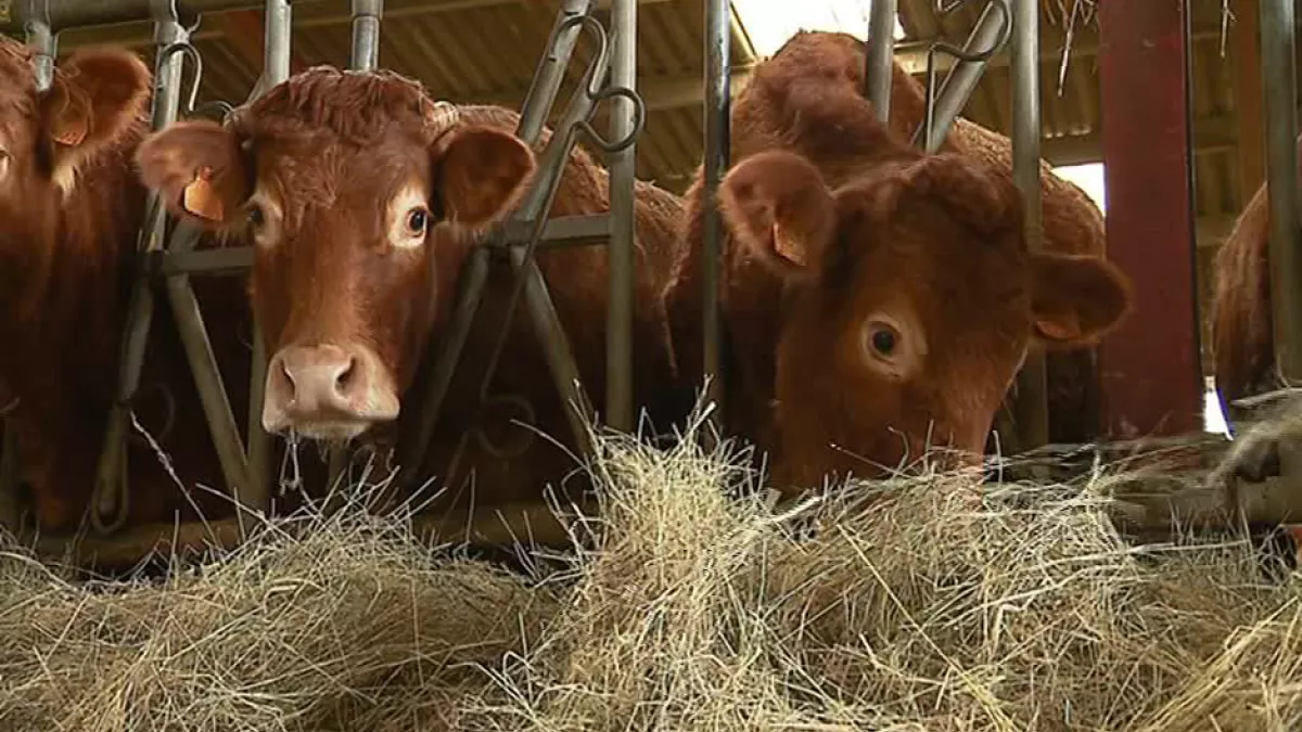 Vaches
