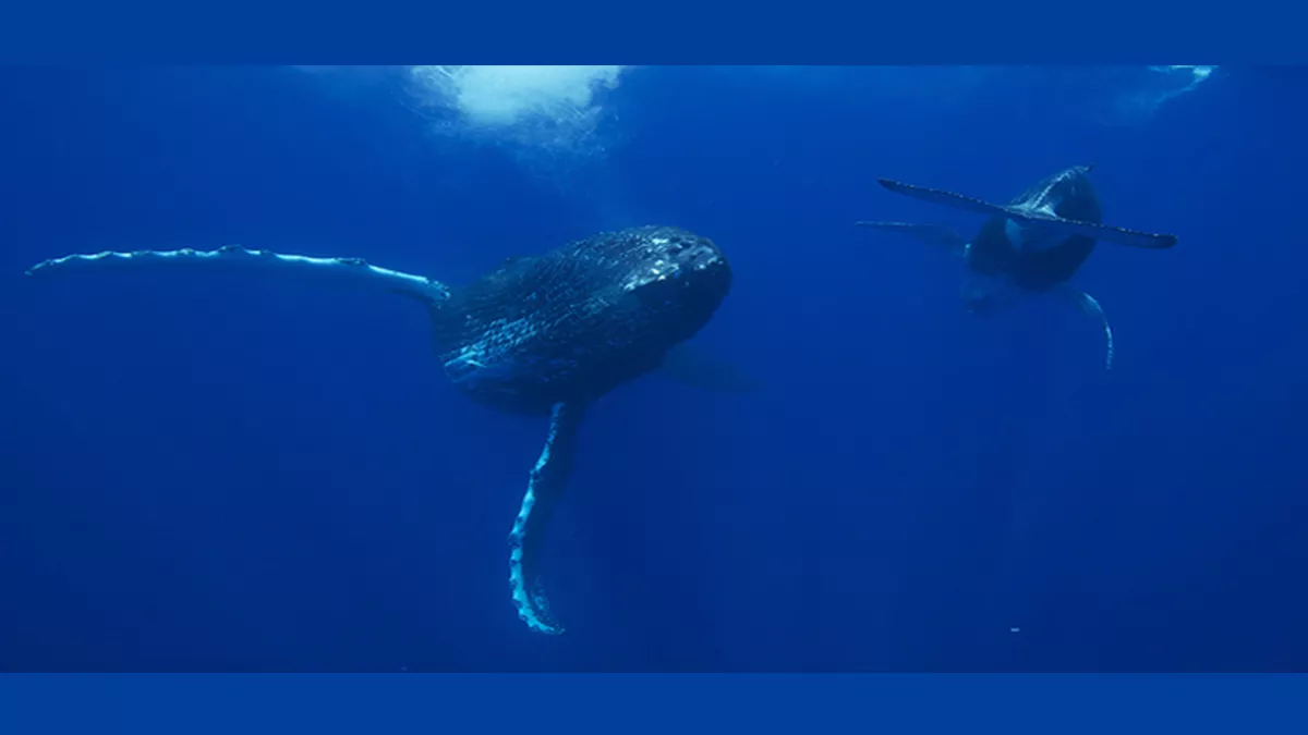 SUR LA ROUTE DES BALEINES