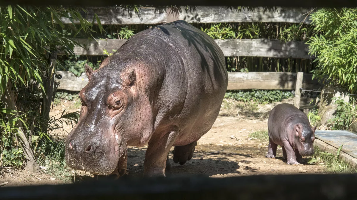 UNE SAISON AU ZOO
