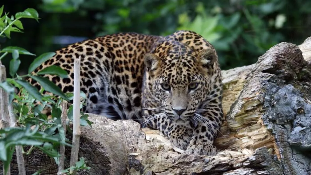 zoo de Maubeuge