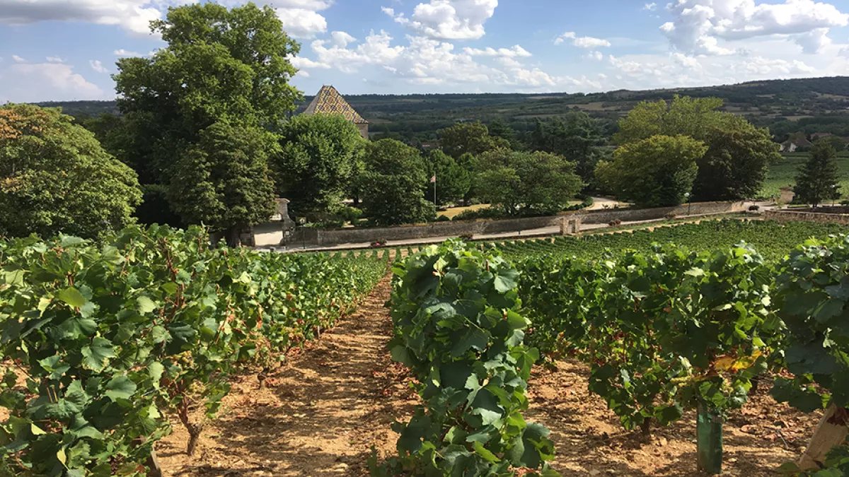 Vignoble de Santenay