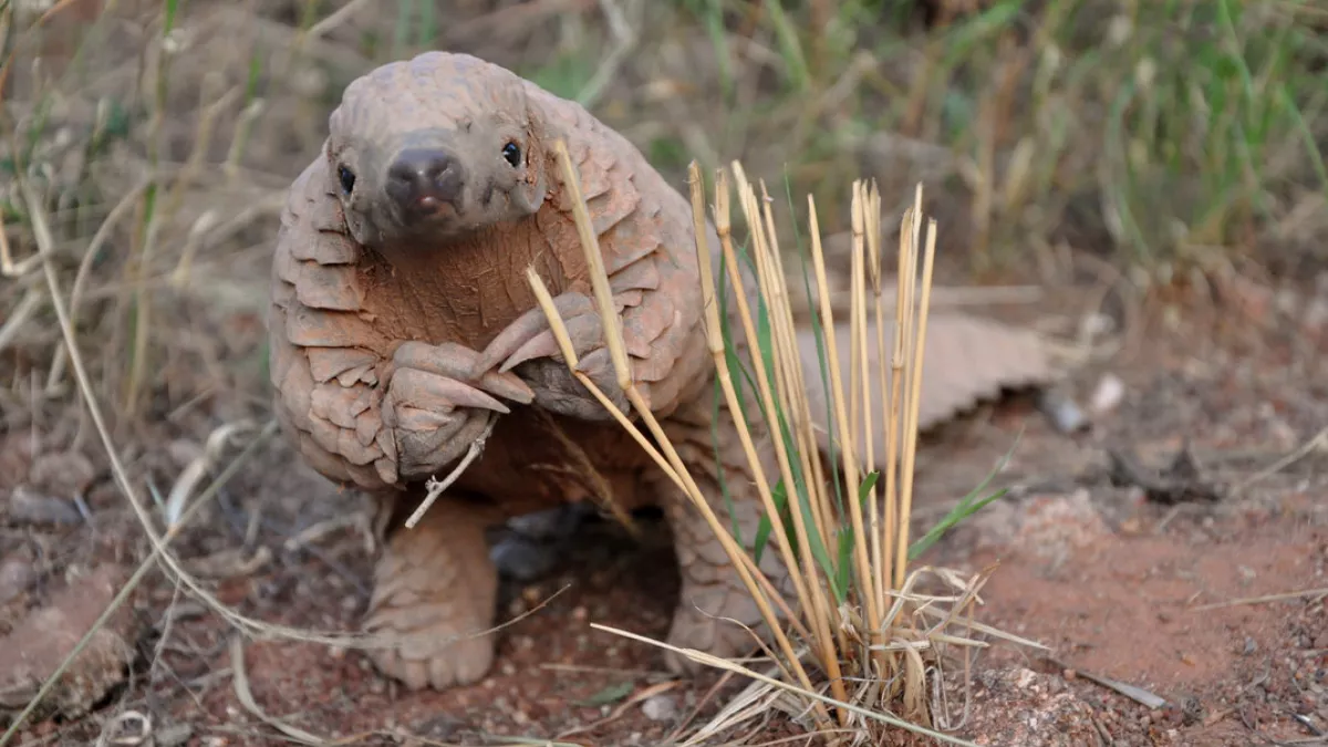 Pangolin