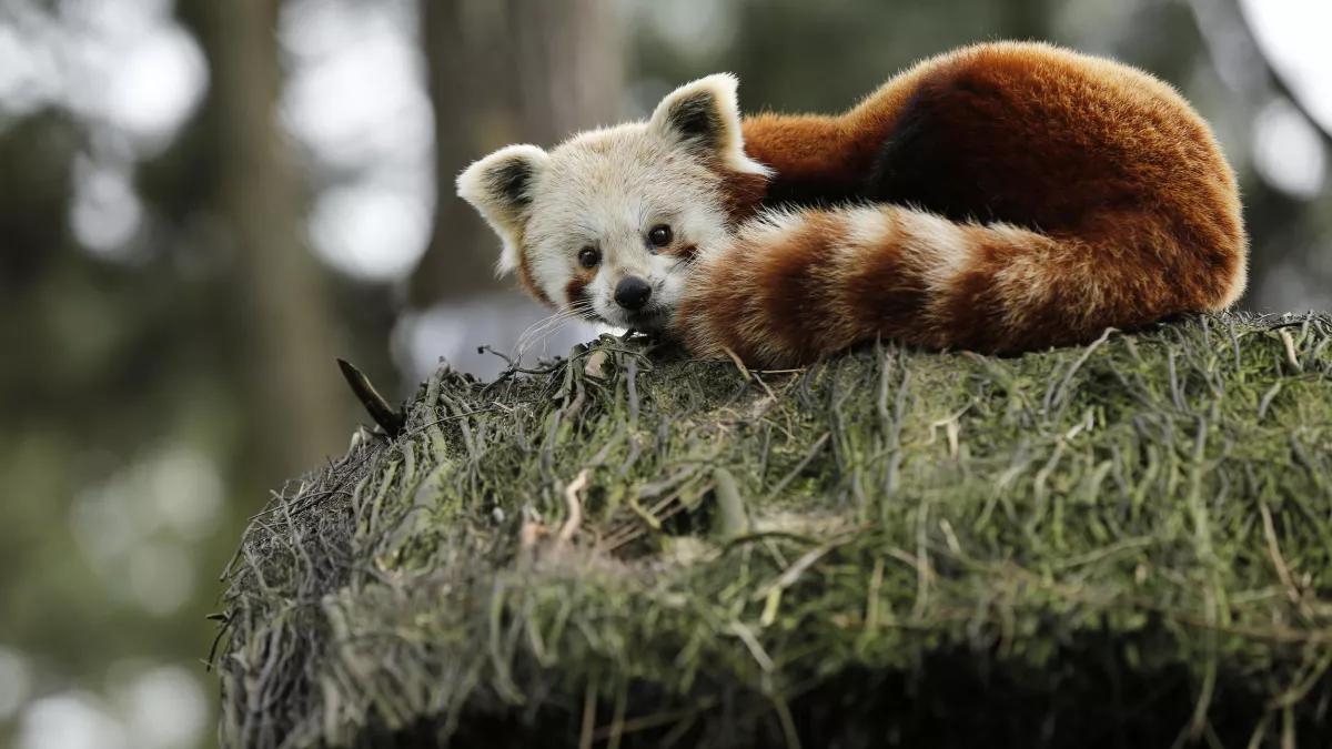 UNE SAISON AU ZOO
