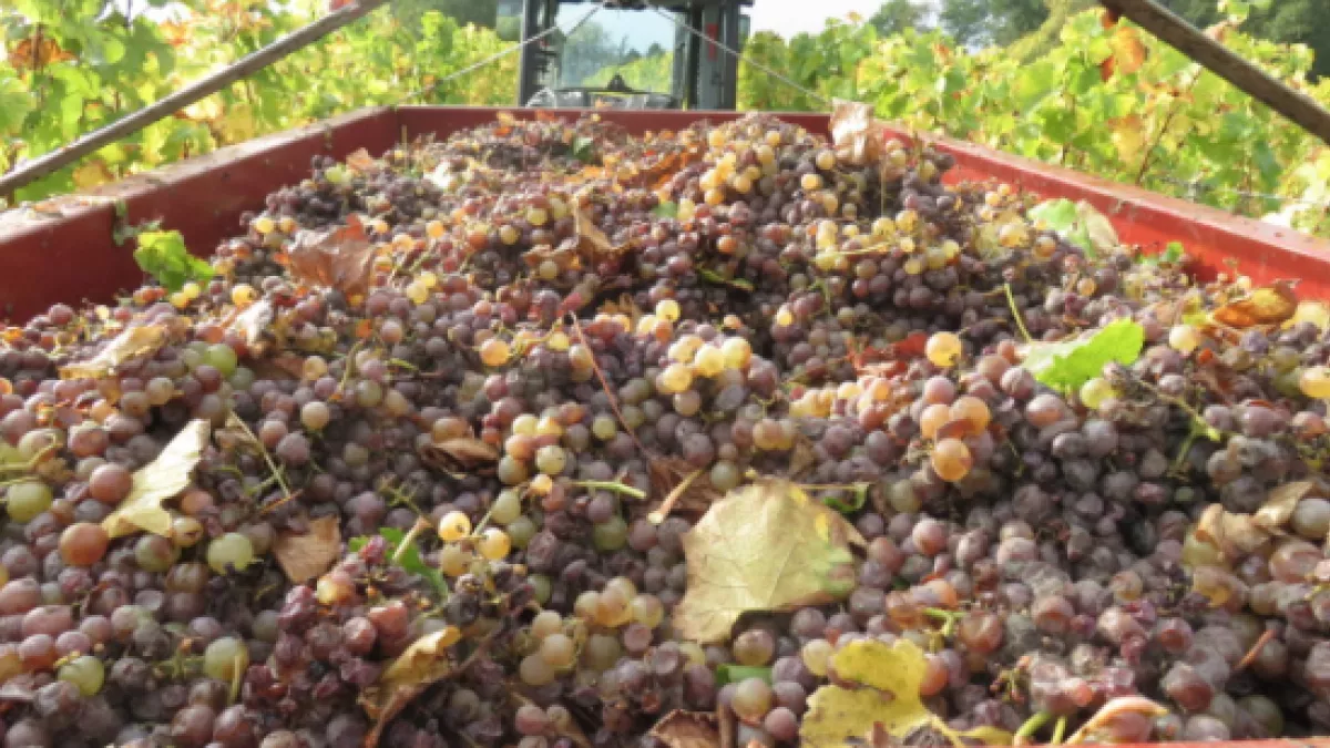 raisin Monbazillac