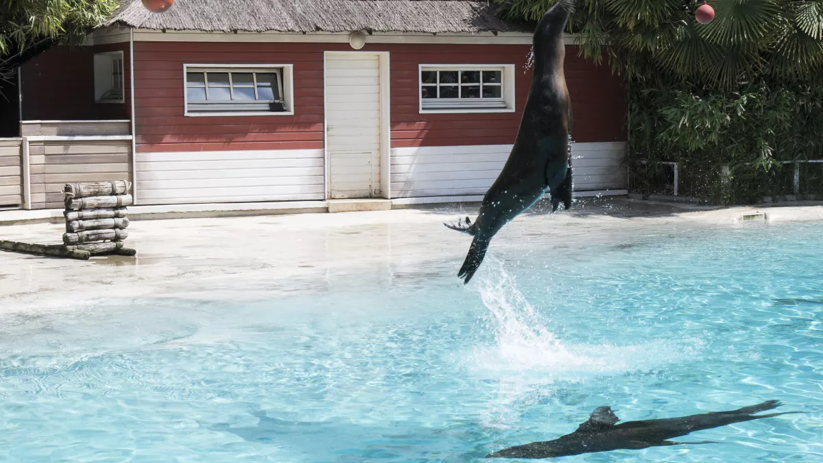 UNE SAISON AU ZOO