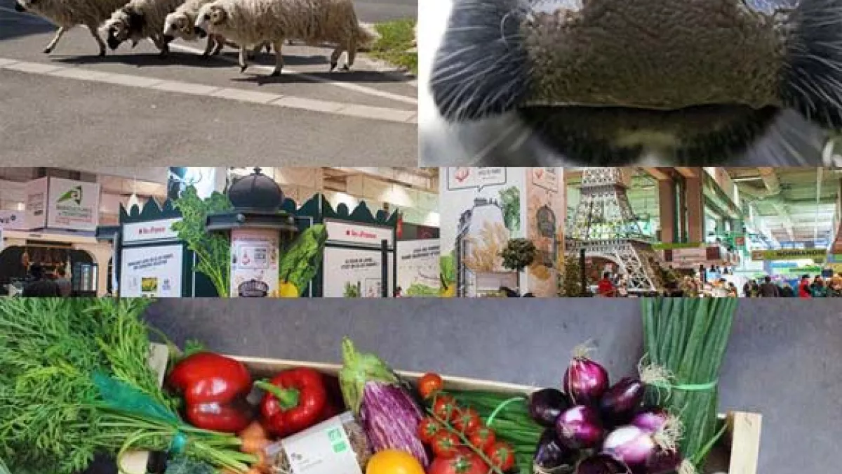 agriculture en IDF