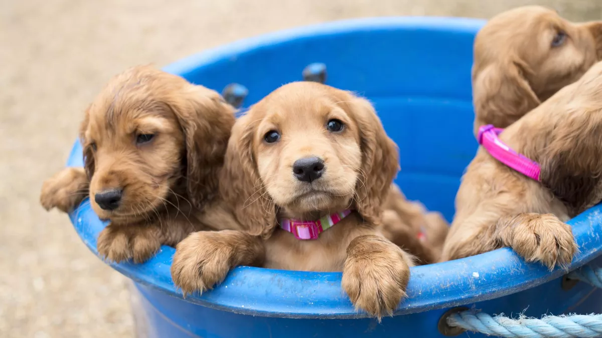 UNE VIE DE CHIOT, NOUVELLE GENERATION