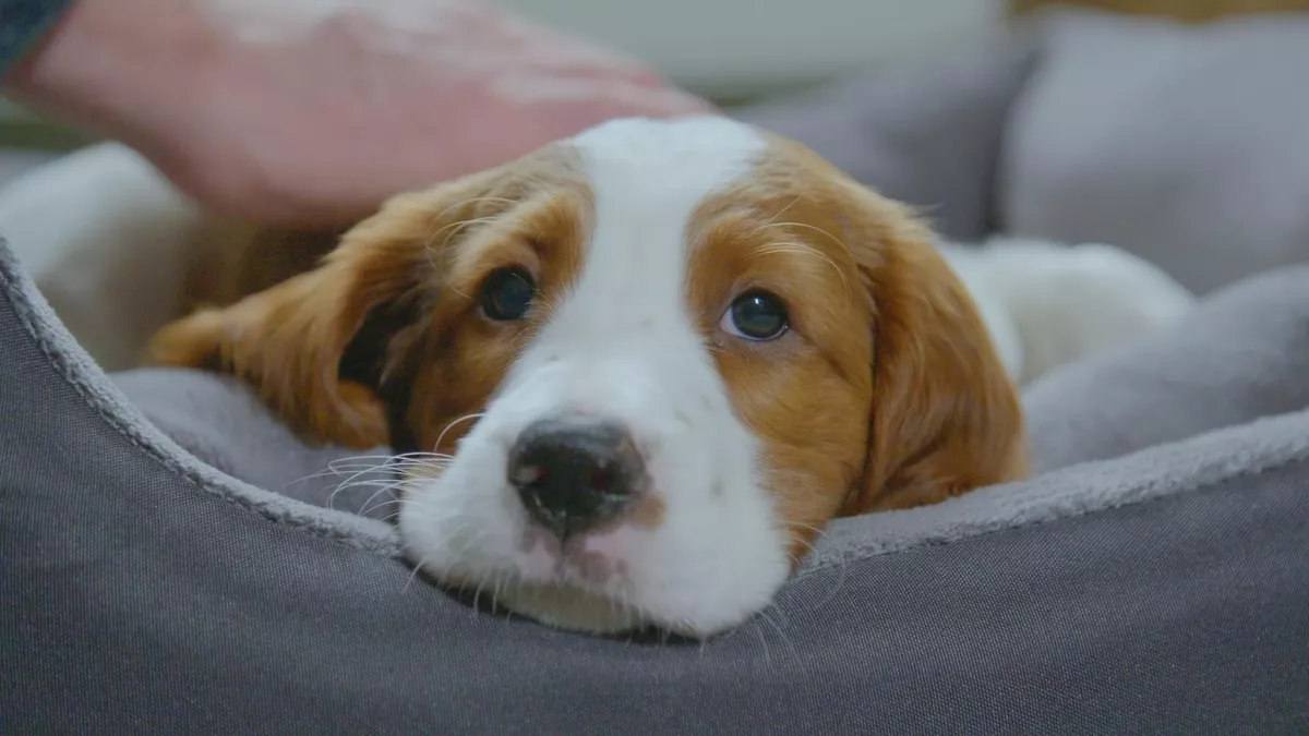 UNE VIE DE CHIOT