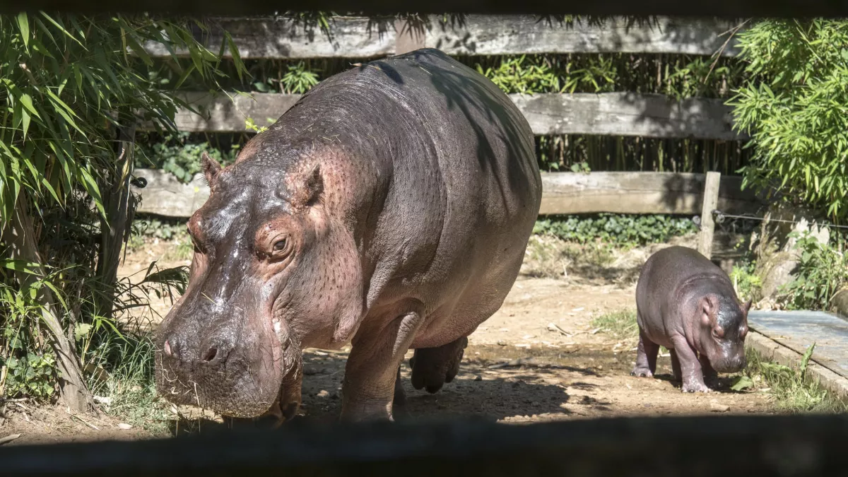 Hippopotame