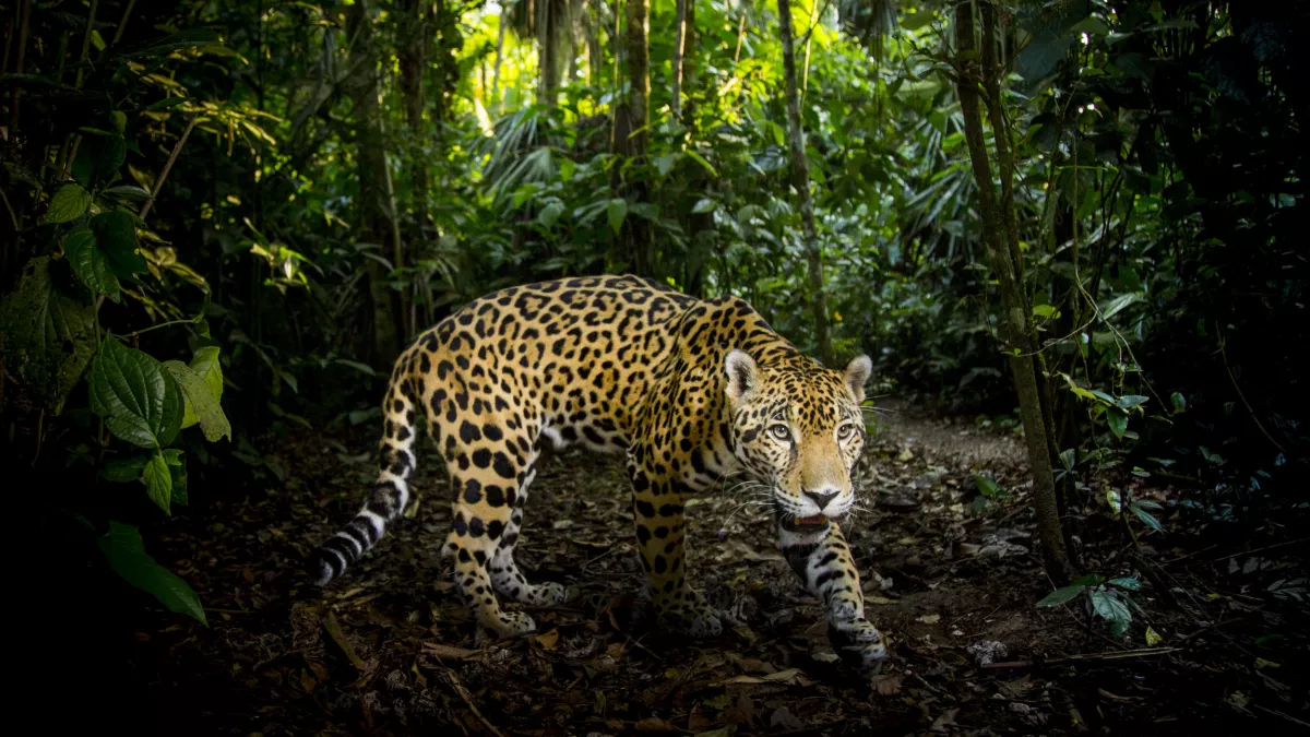 BIG CATS