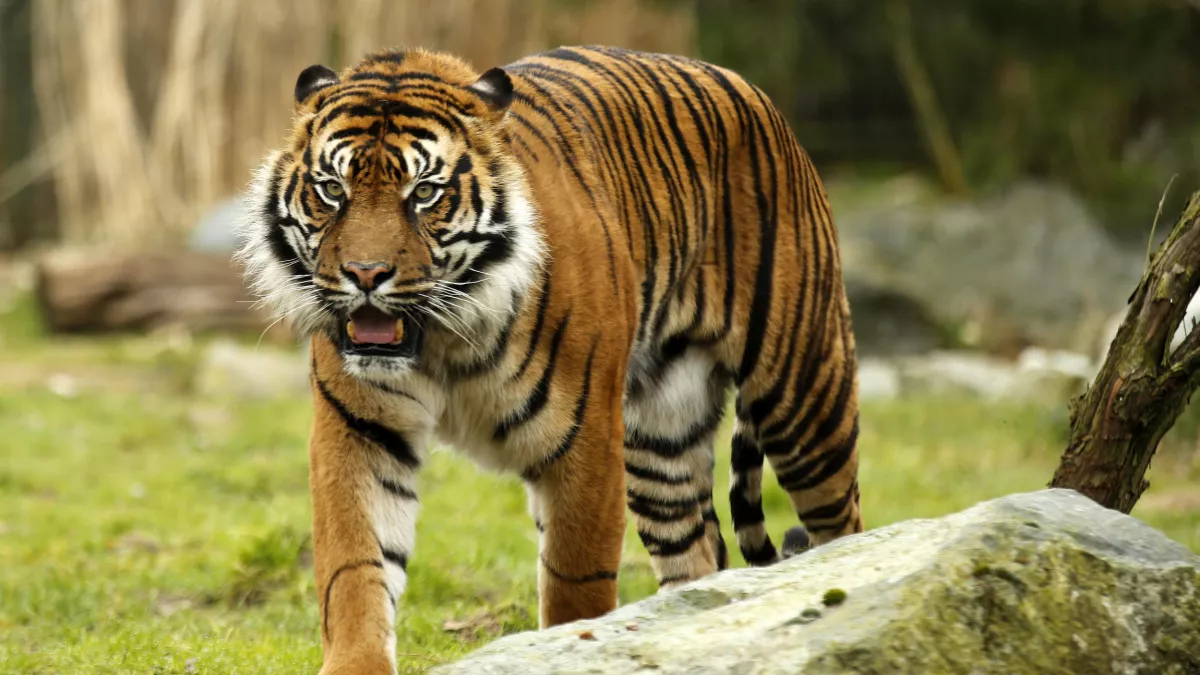 UNE SAISON AU ZOO