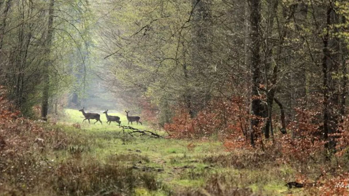 FORET DE COMPIEGNE