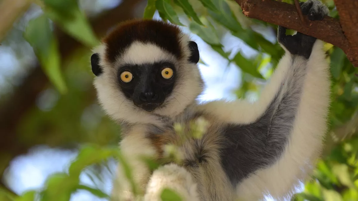 L'ODYSSÉE DES PRIMATES