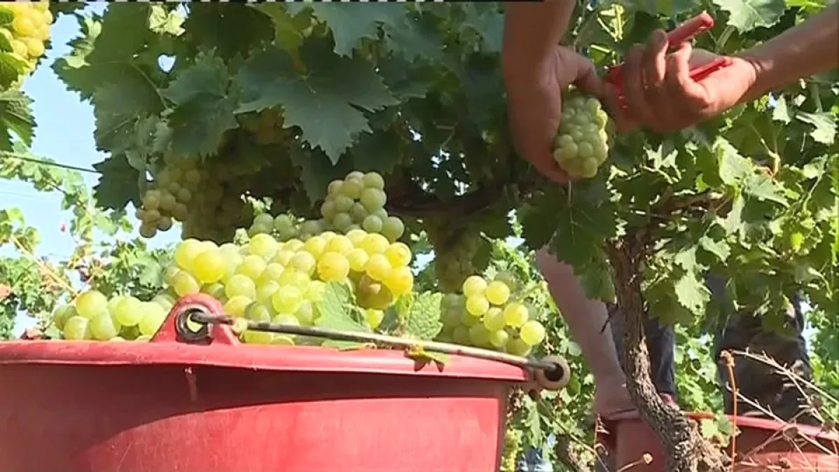 Vendanges
