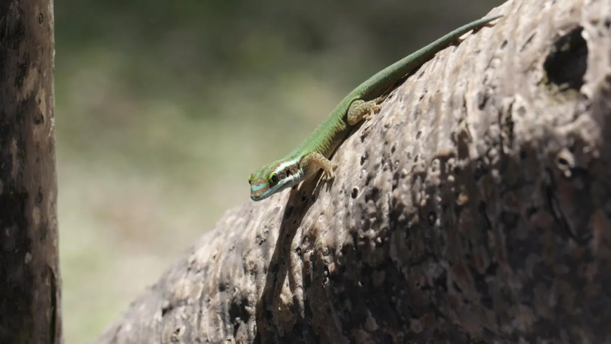 LES PARCS NATURELS... EN MINUSCULE :  L’ÎLE DE LA RÉUNION