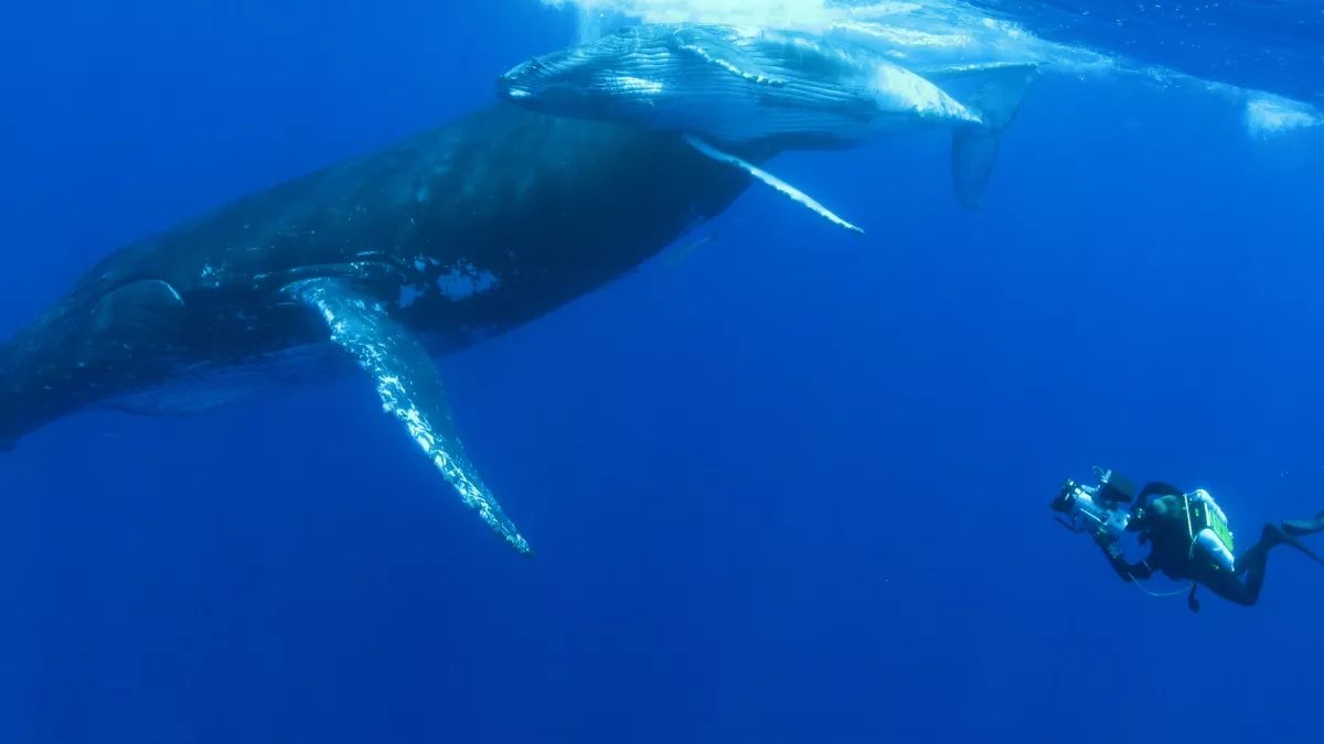 QUAND LES BALEINES ET TORTUES NOUS MONTRENT LE CHEMIN