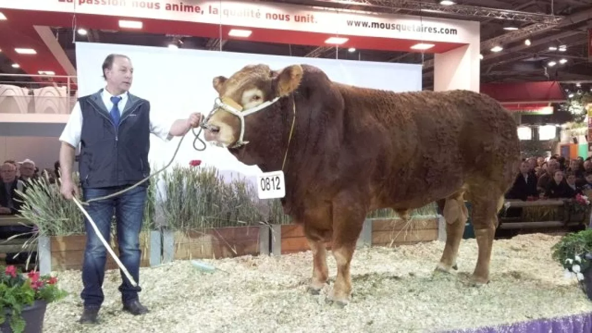  concours Limousines © François Clapeau / France 3 Limousin