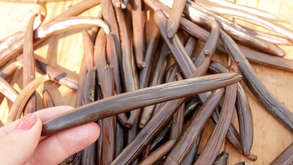 ARCHIPELS : LA VANILLE BOURBON, UN PATRIMOINE INESTIMABLE