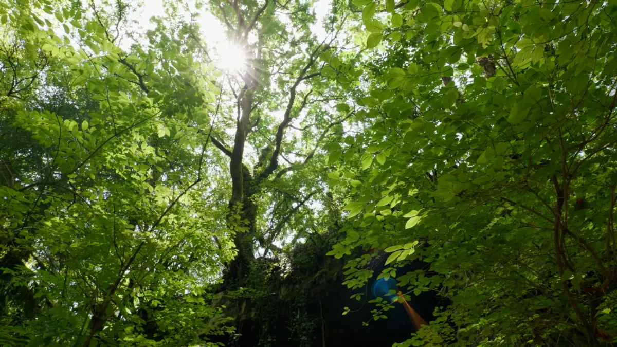 Forêt en Dordogne