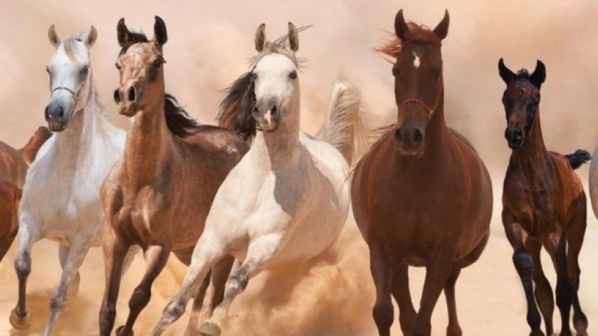 En Nouvelle-Calédonie, sur la Grande Terre, vivent des chevaux sauvages, mais aussi des purs-sangs. Depuis les premiers temps de la colonisation, il y a un siècle et demi, une véritable passion pour l'élevage de chevaux et les courses hippiques s'est développée