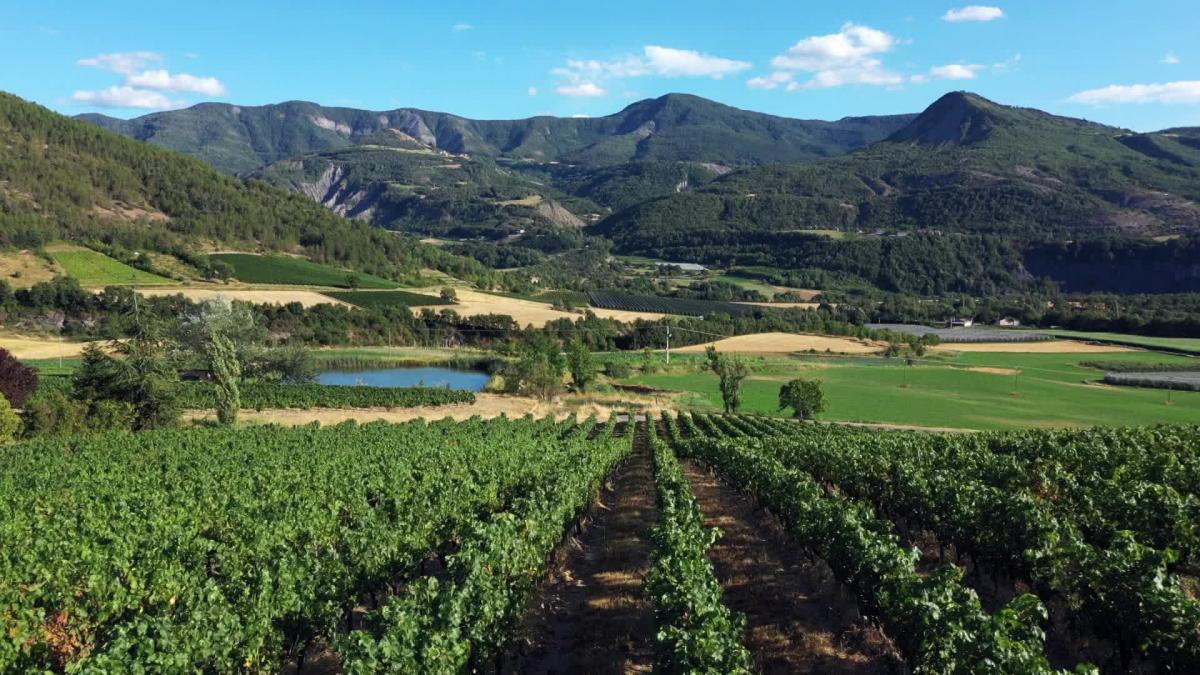 Vignes Hautes-Alpes