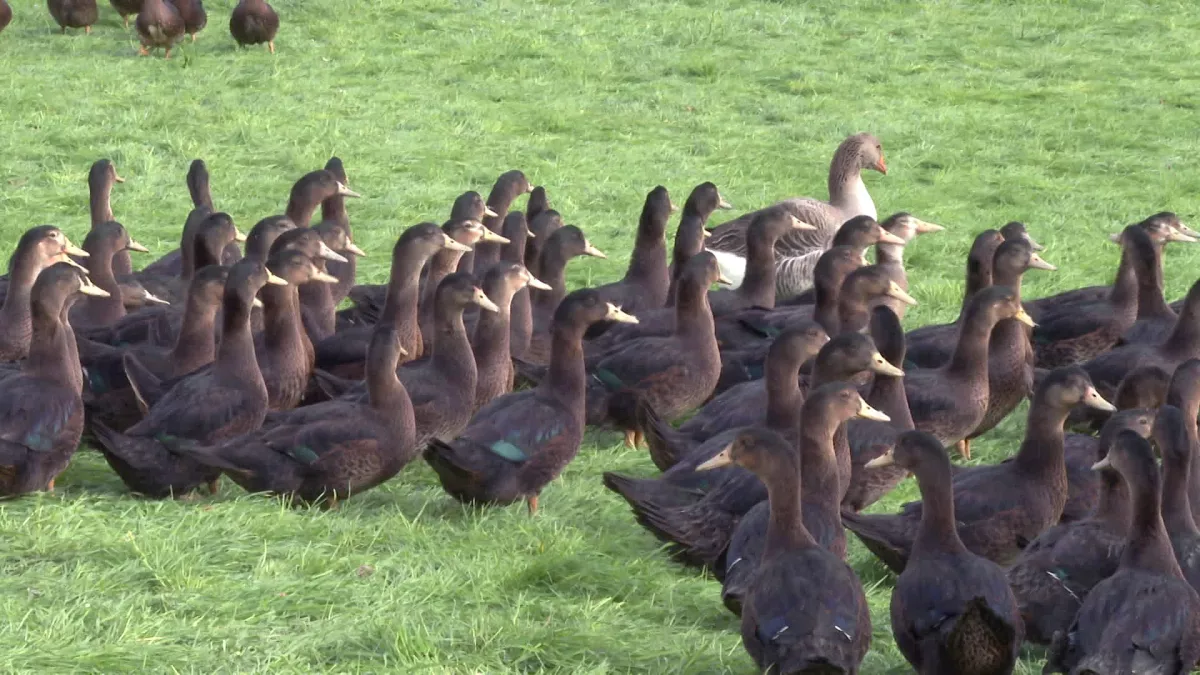 grippe aviaire