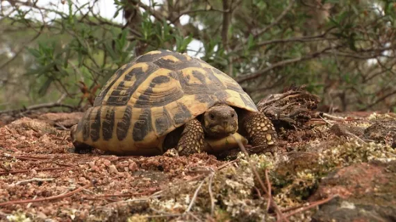 tortue d’Hermann / 13 Productions