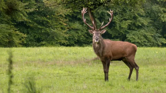 Cerf