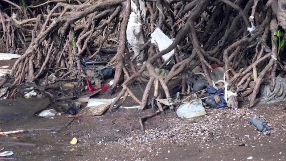 journée de nettoyage du mangrove