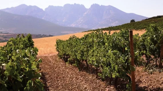 Les vignes, en Corse
