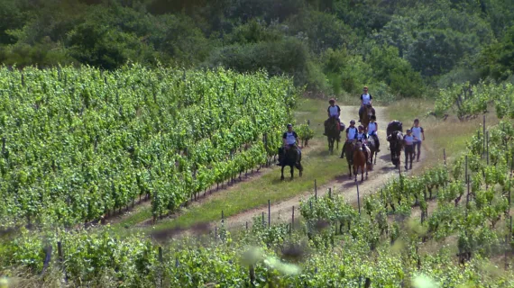 Vignes