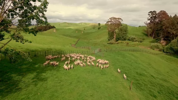 Terre de moutons